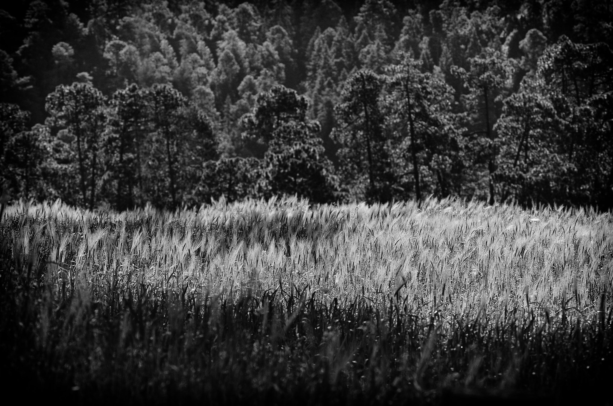 Sigma 150-500mm F5-6.3 DG OS HSM sample photo. Daylight in the field photography