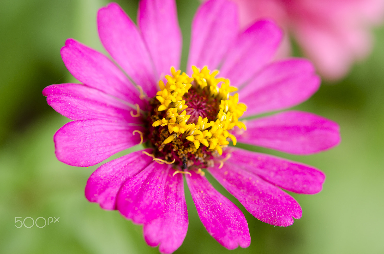 Nikon D7000 + Nikon AF-S Micro-Nikkor 60mm F2.8G ED sample photo. Macro zinnia flower photography