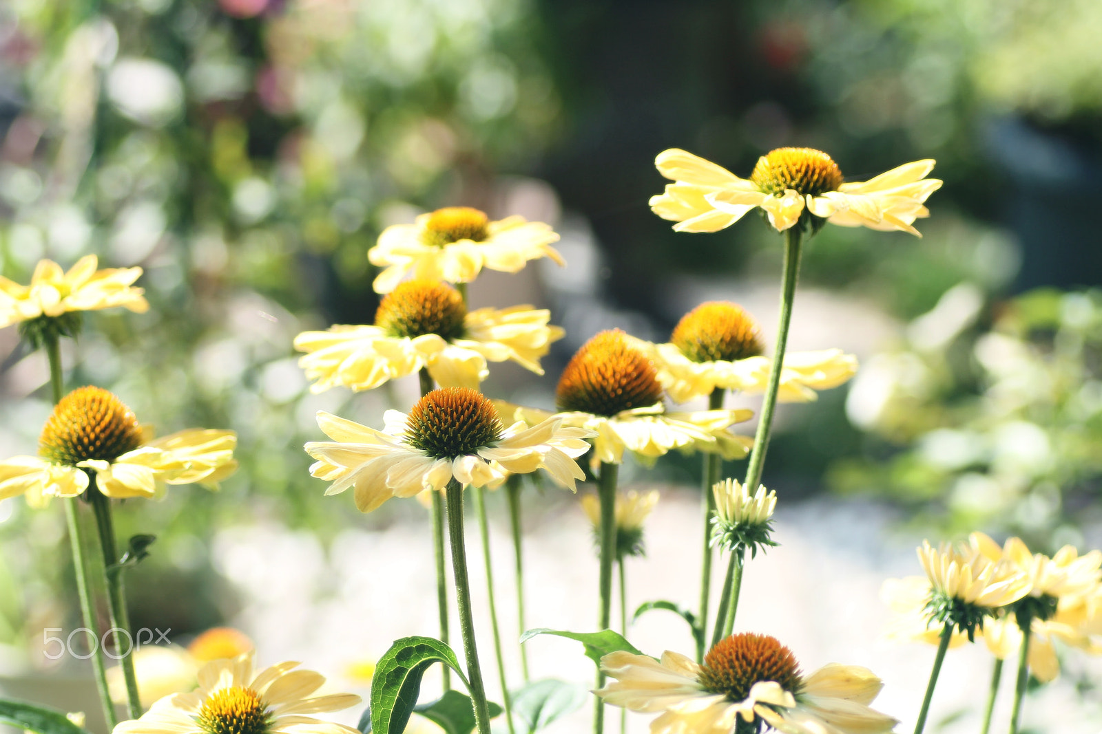 Canon EOS 7D + Tamron SP AF 90mm F2.8 Di Macro sample photo. Echinacea purpurea photography