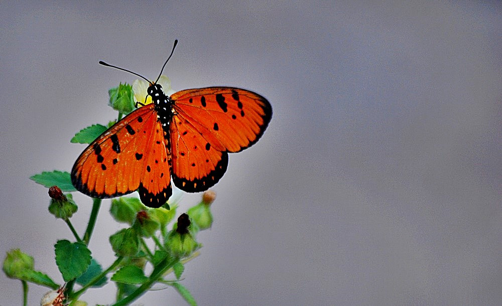 Sigma 70-300mm F4-5.6 APO Macro Super II sample photo. Le papillon photography