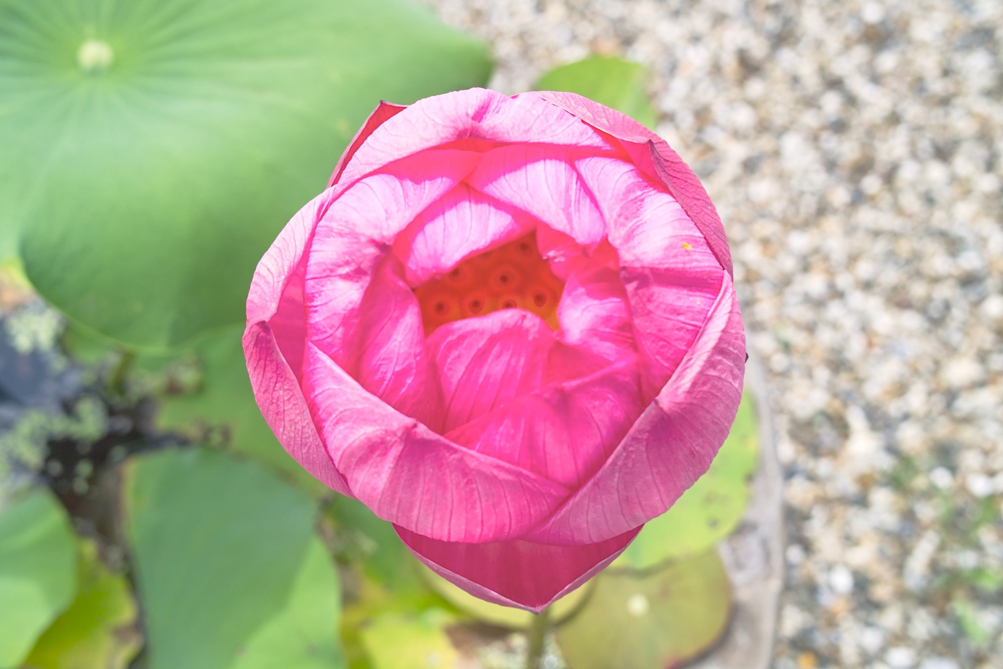 Sigma DP2x sample photo. Vivid colors of lotus  鮮やかな色の蓮 photography