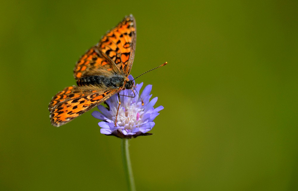 Sigma 70-300mm F4-5.6 APO Macro Super II sample photo. Le papillon photography