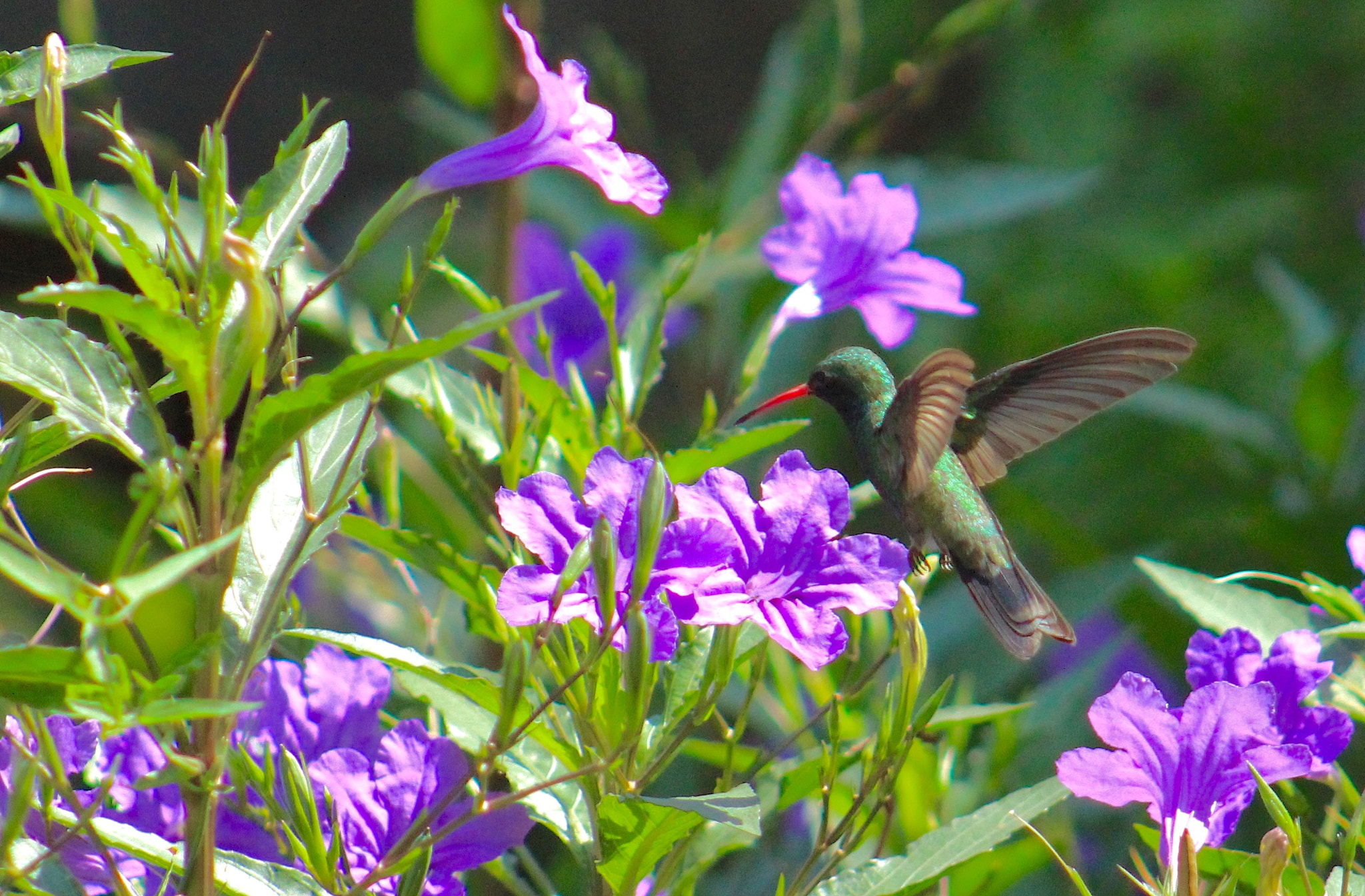 Canon EF75-300mm f/4-5.6 sample photo. Chuparosa photography
