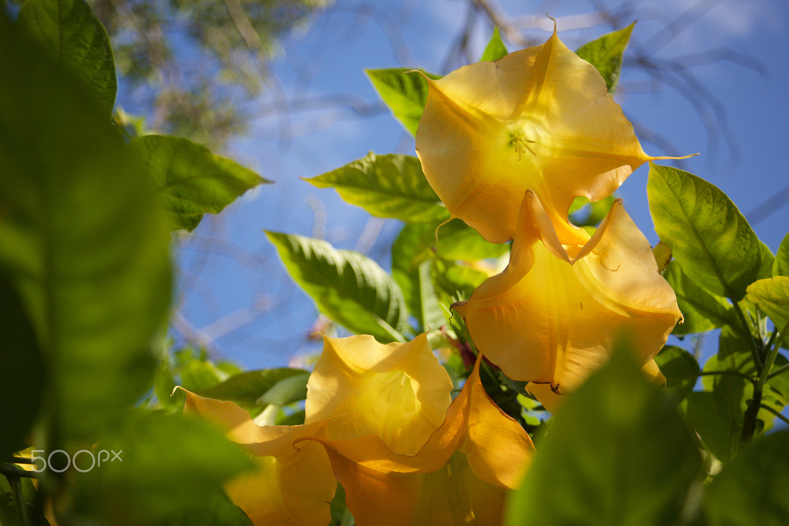 Canon EF 28-70mm f/3.5-4.5 sample photo. Angels trumpets photography