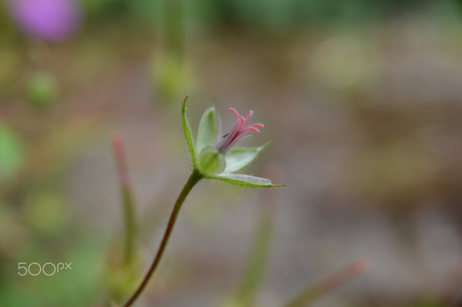 Sigma 17-70mm F2.8-4.5 DC Macro Asp. IF sample photo. Seed 2 photography
