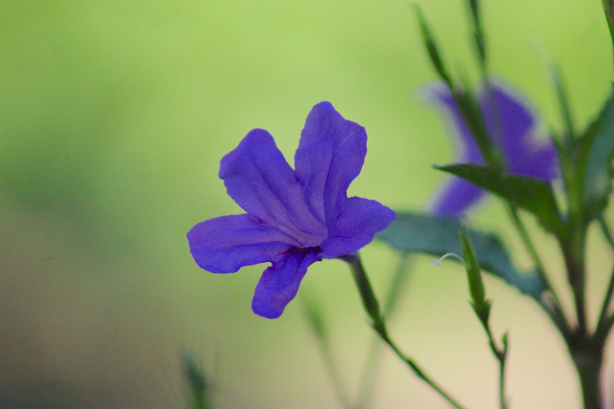 Canon EF75-300mm f/4-5.6 sample photo. Lila photography