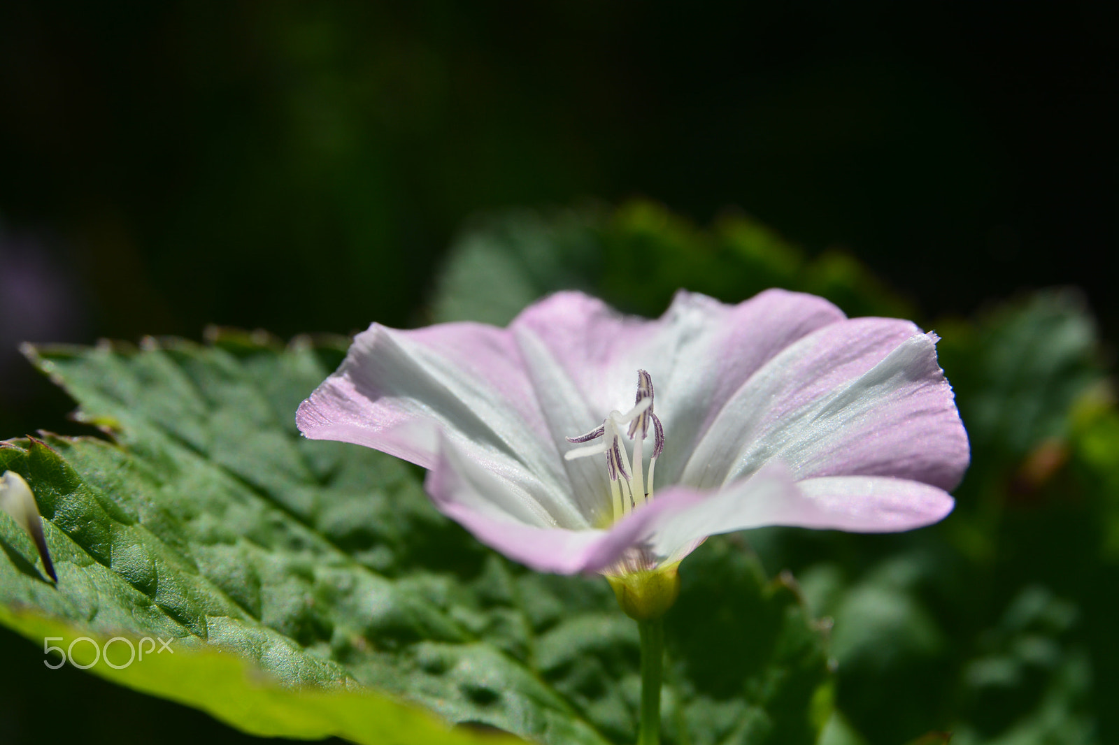 Sigma 17-70mm F2.8-4.5 DC Macro Asp. IF sample photo. Flower photography