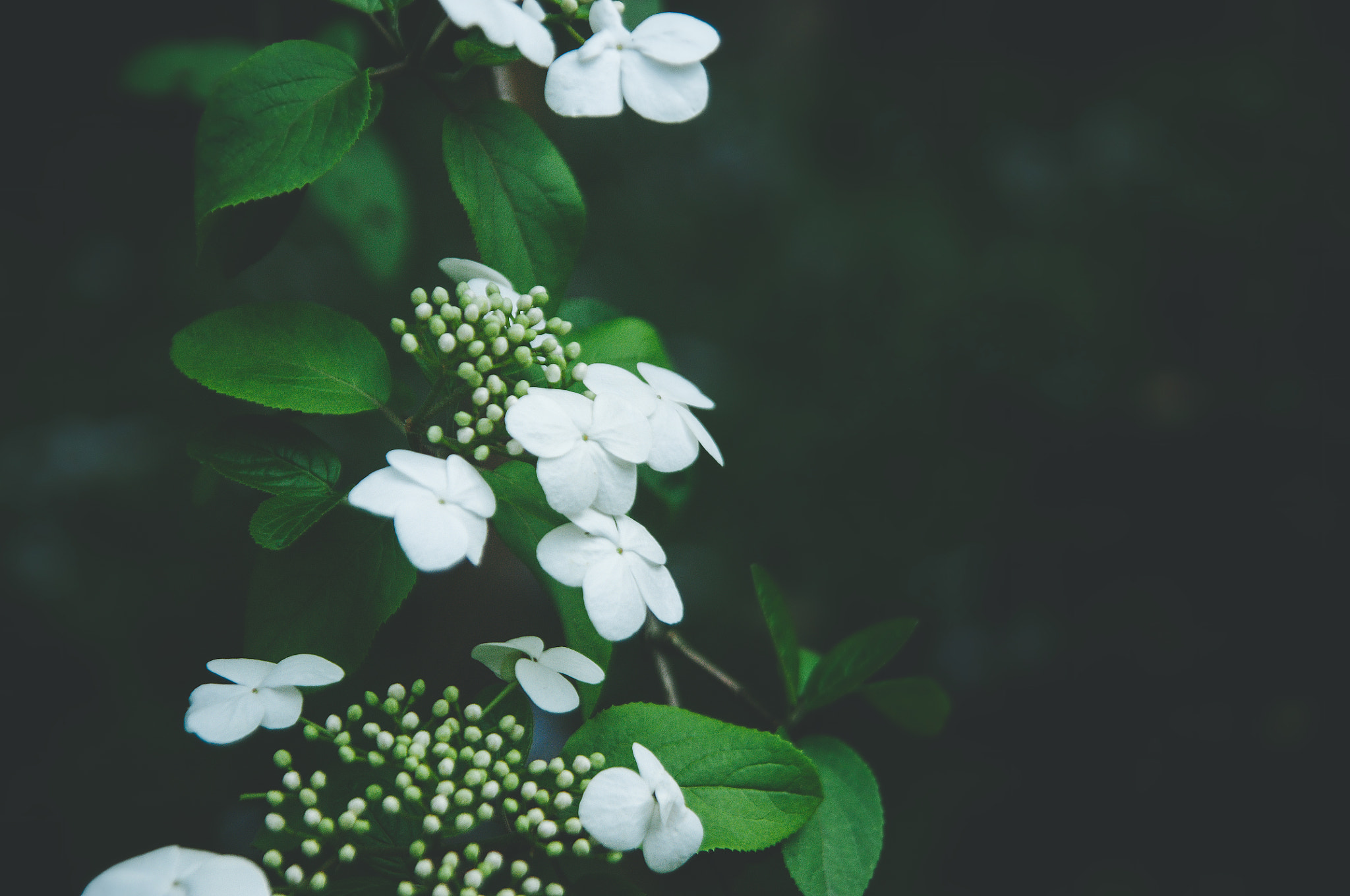 Nikon D300S sample photo. White flower photography