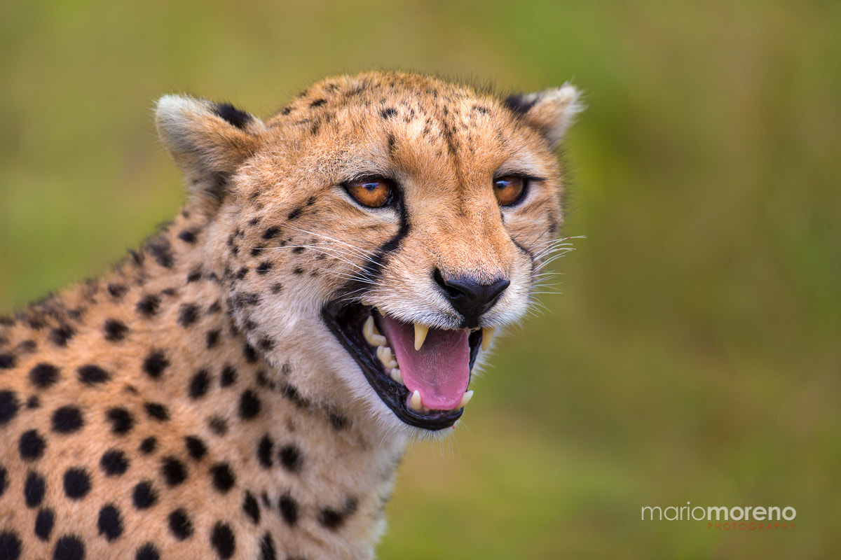 Canon EF 200-400mm F4L IS USM Extender 1.4x sample photo. Call of a cheetah photography