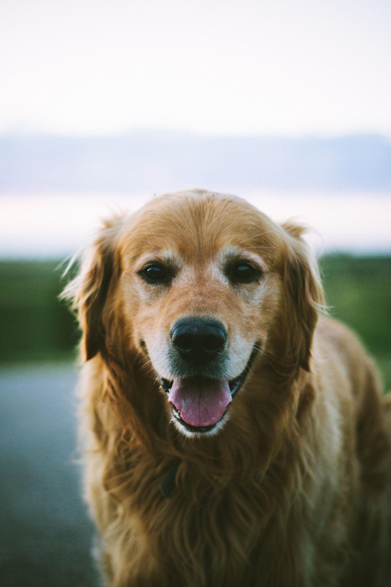 Canon EOS 7D + Canon EF 50mm F1.8 II sample photo. Contentment. photography