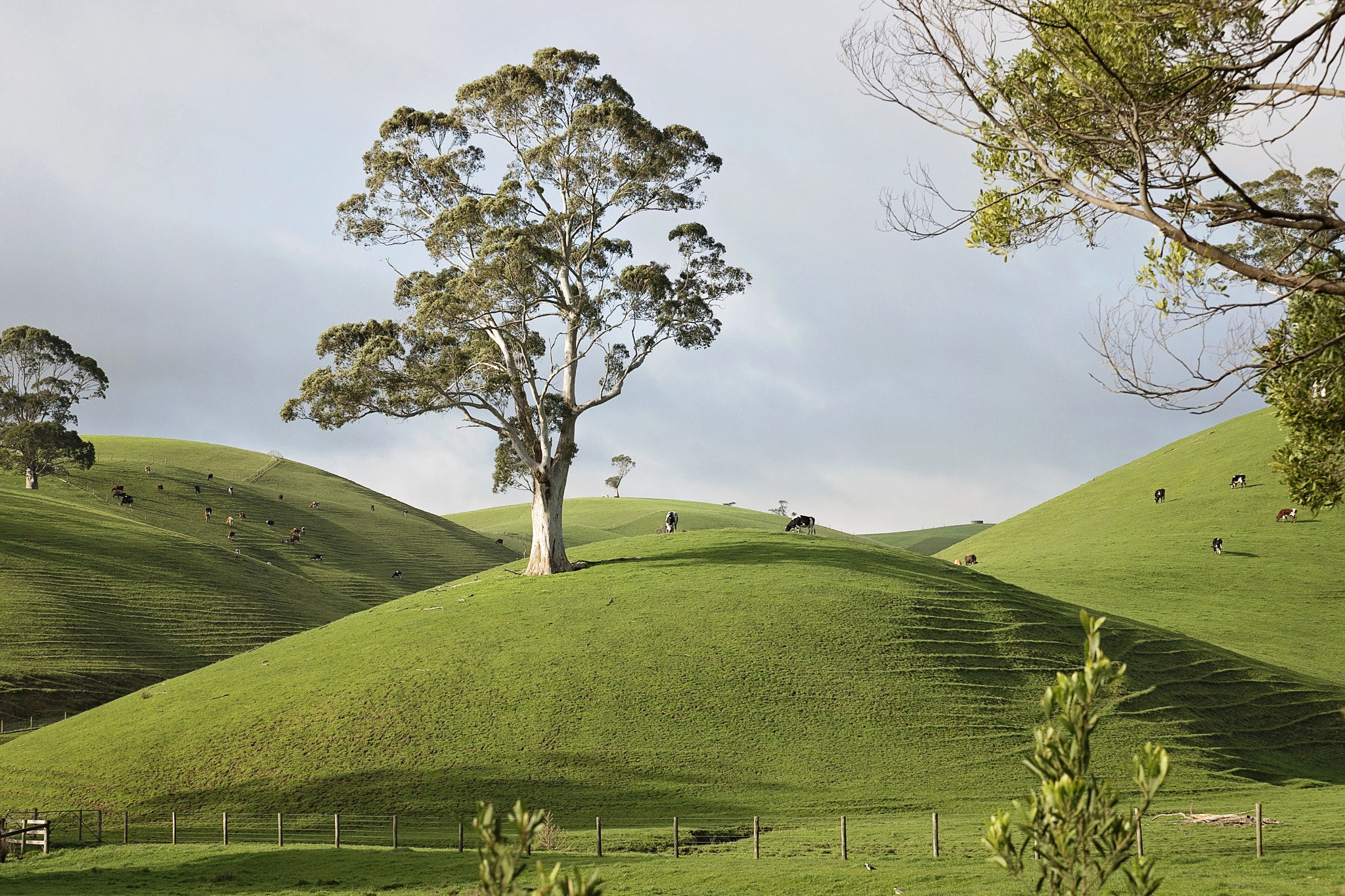 Panasonic Lumix DMC-GH4 + Olympus M.Zuiko Digital ED 40-150mm F2.8 Pro sample photo. Morning scene rural victoria photography