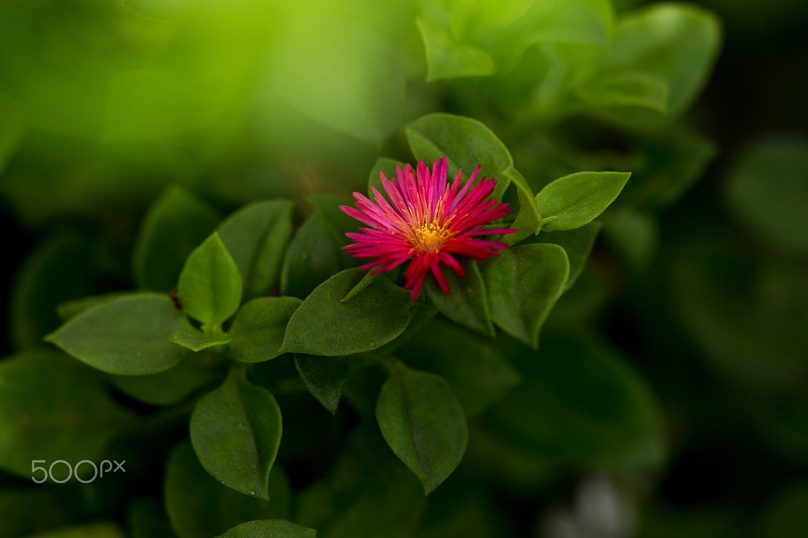 Olympus PEN E-P5 + Olympus M.Zuiko Digital ED 40-150mm F2.8 Pro sample photo. Pink flower in green photography