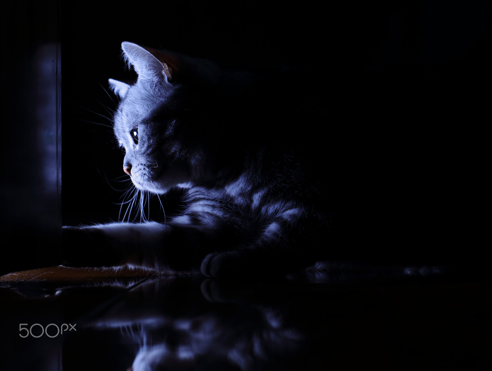 Canon EOS 5DS + Canon EF 100mm F2.8L Macro IS USM sample photo. Imgl6545.jpg photography