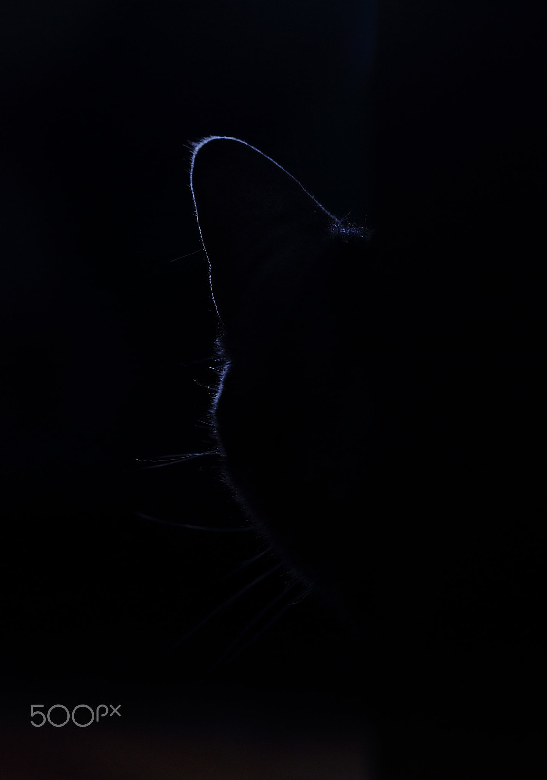 Canon EOS 5DS + Canon EF 100mm F2.8L Macro IS USM sample photo. Imgl6567.jpg photography