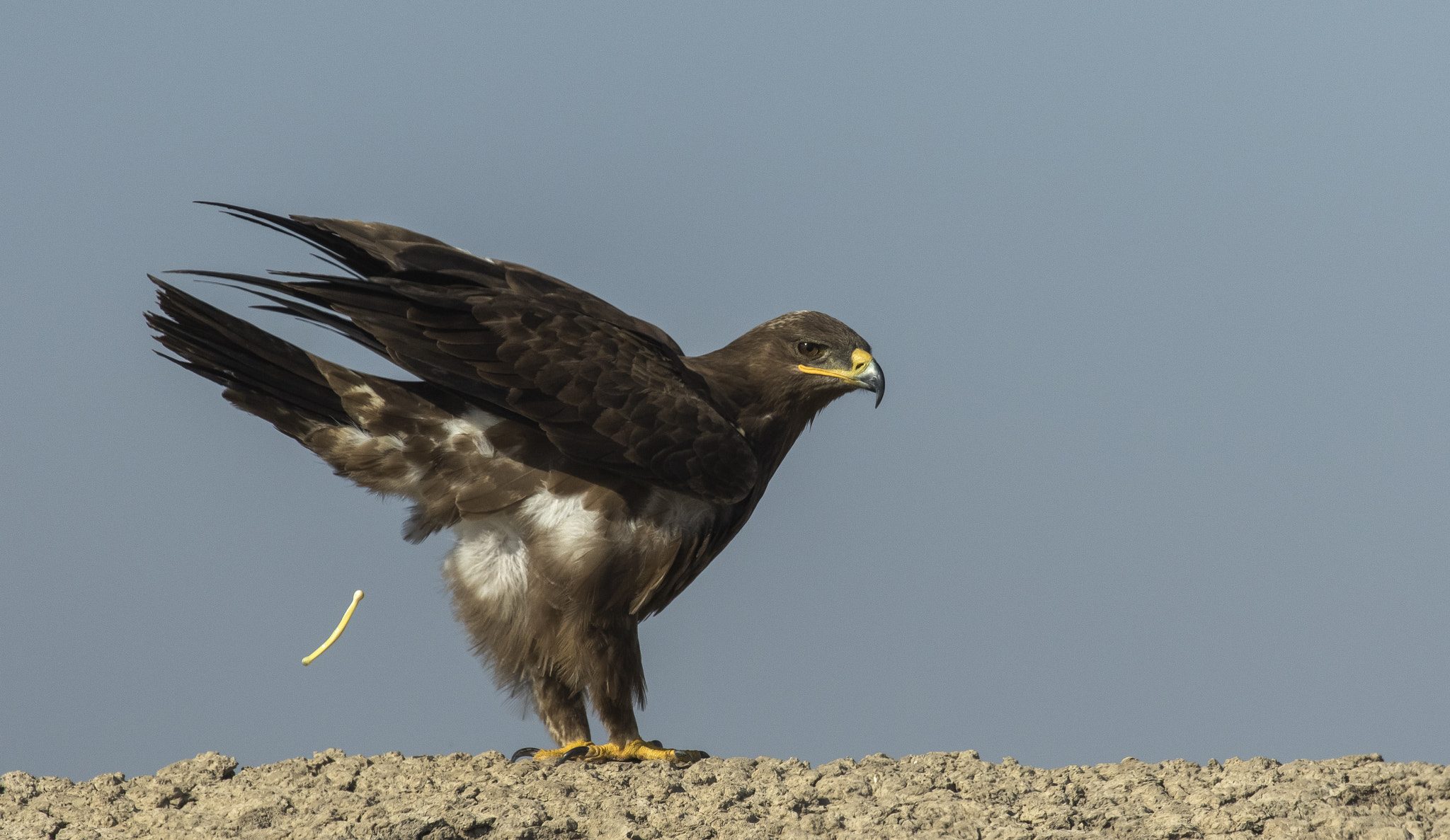 Canon EF 100-400mm F4.5-5.6L IS USM sample photo. Steppe eagle photography