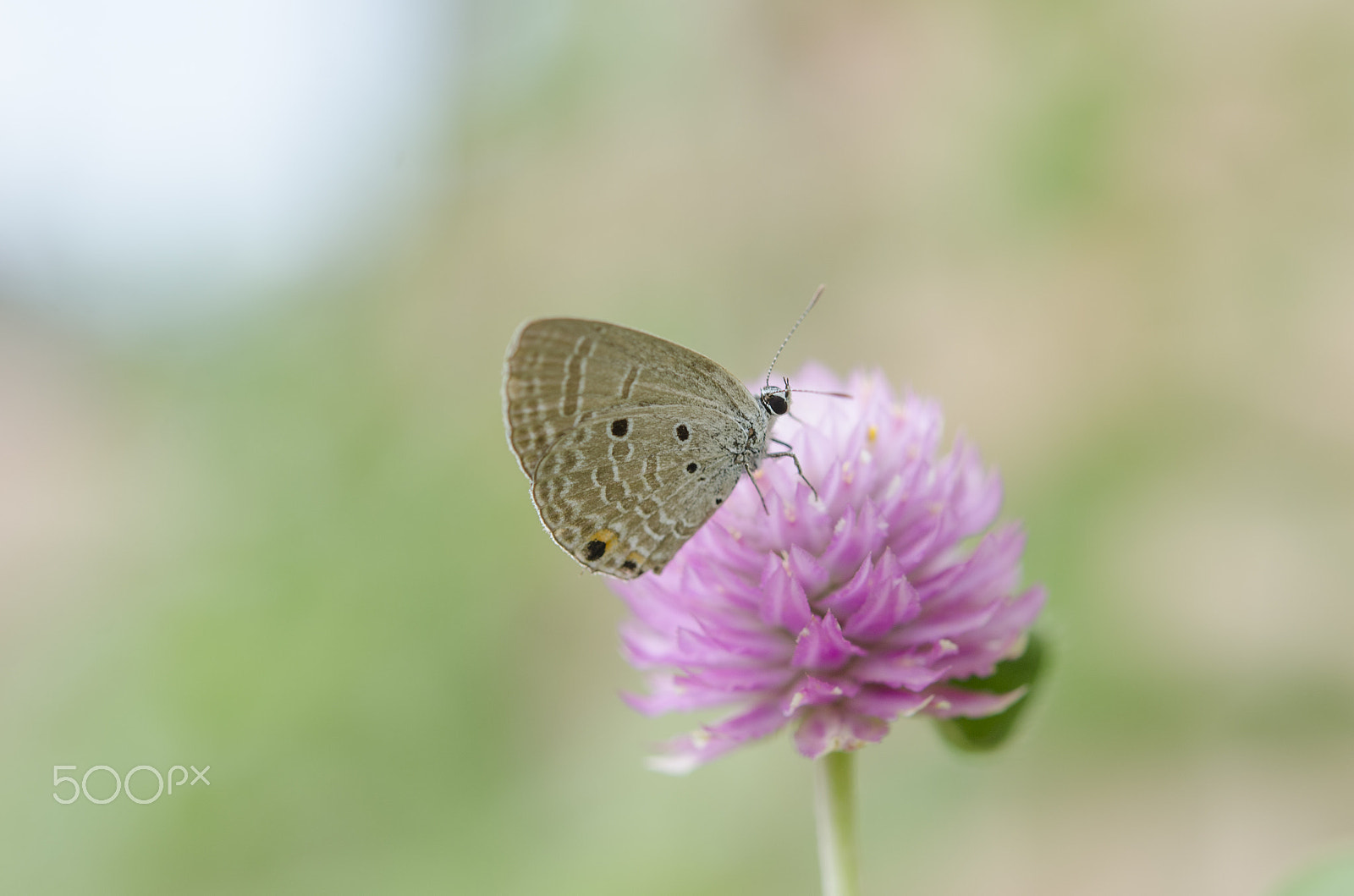 Nikon D7000 + Nikon AF-S Micro-Nikkor 60mm F2.8G ED sample photo. Gomphrena globosa photography