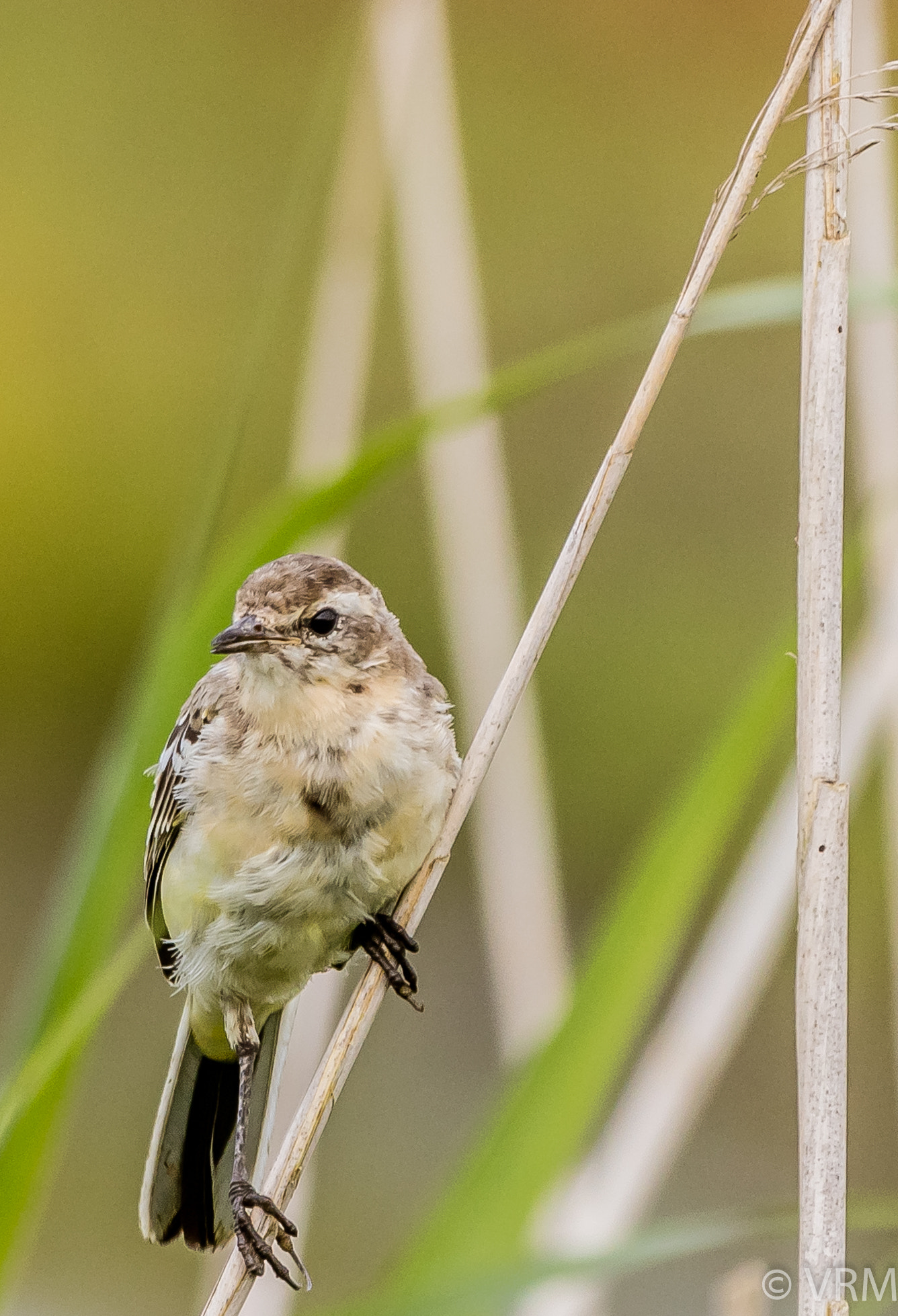 Canon EF 70-200mm F2.8L IS II USM sample photo. Bird  photography