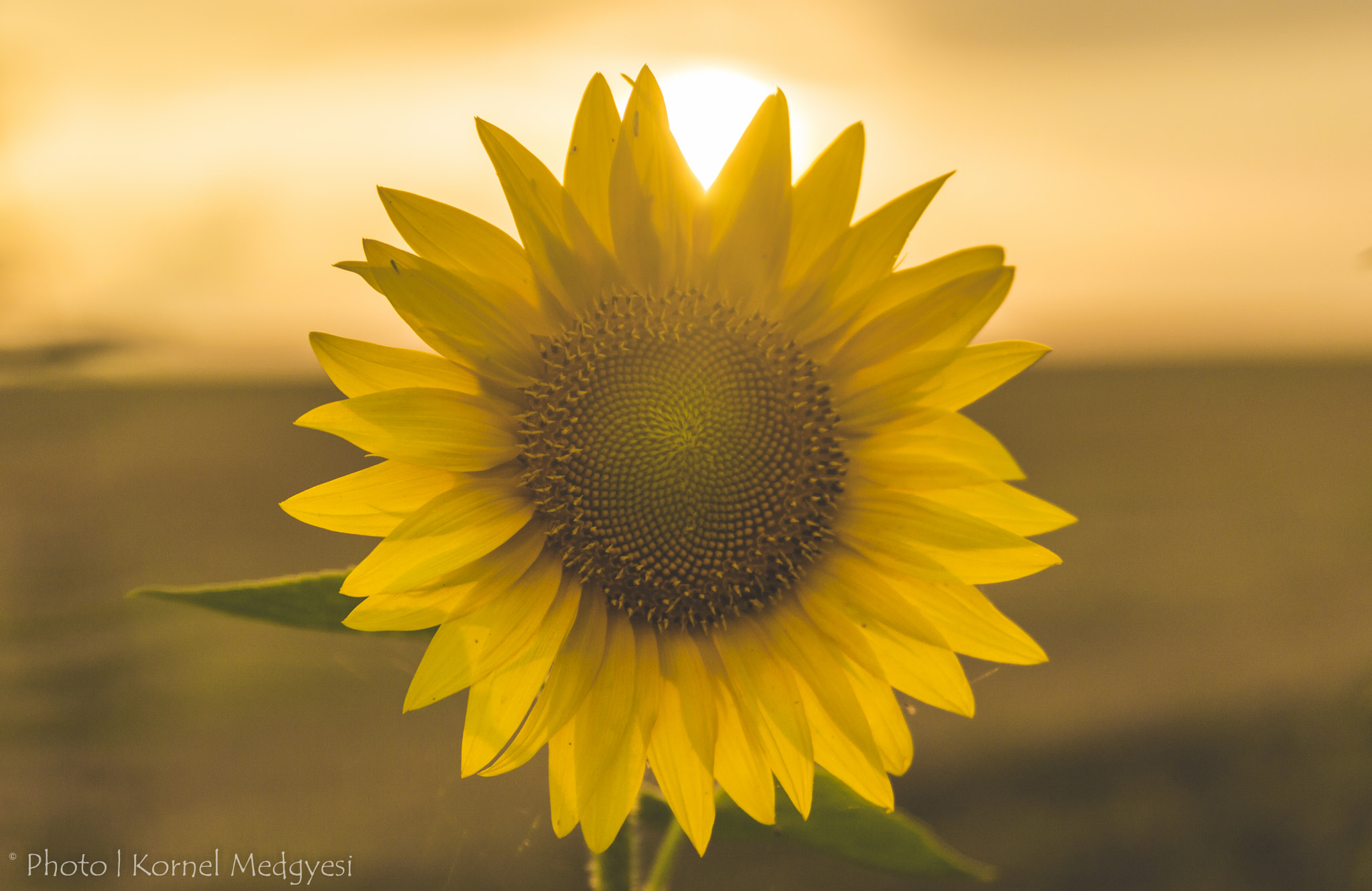 Tamron SP 24-70mm F2.8 Di VC USD sample photo. Sunflower photography