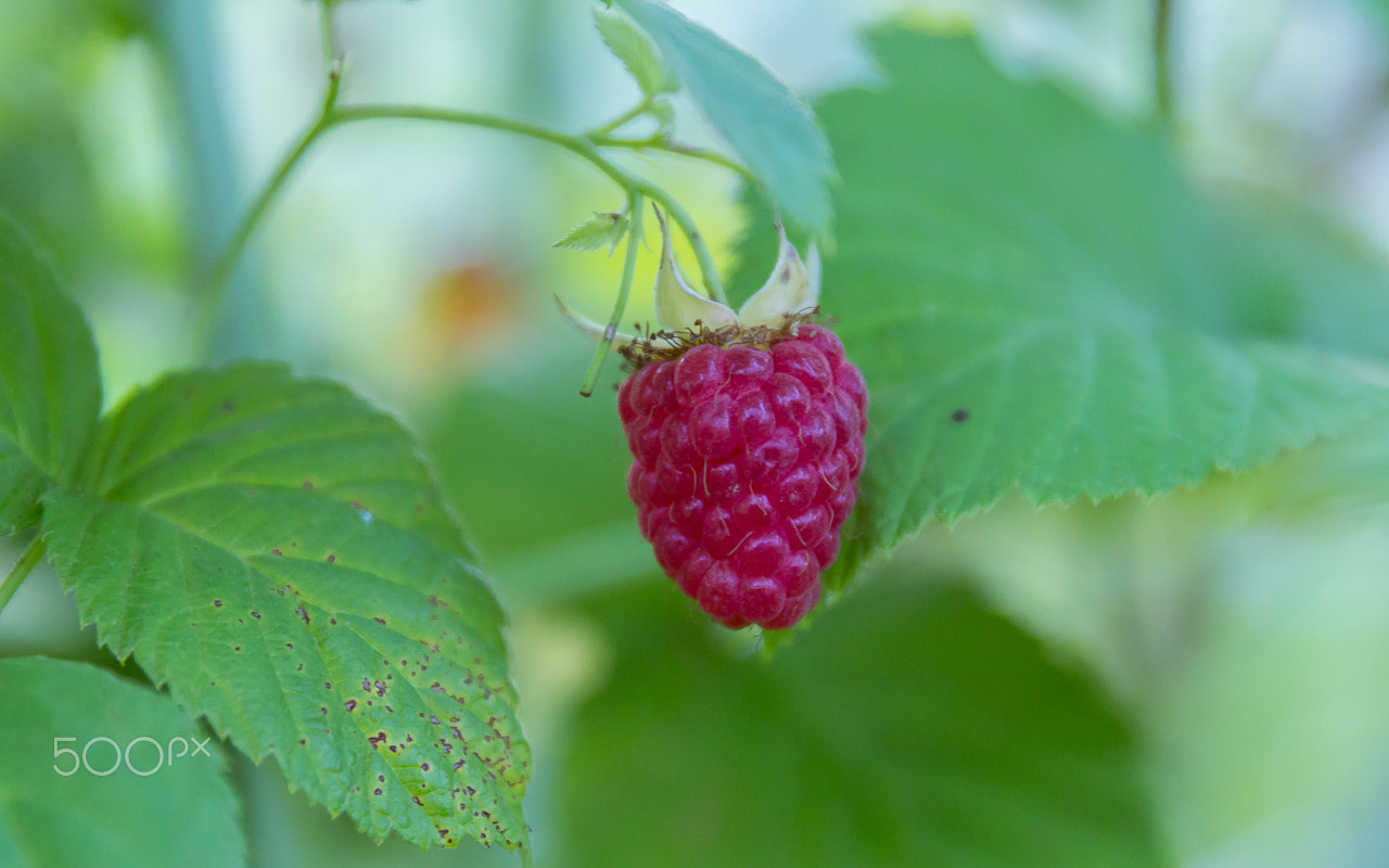 Canon EF 24-70mm F2.8L II USM sample photo. Raspberry photography