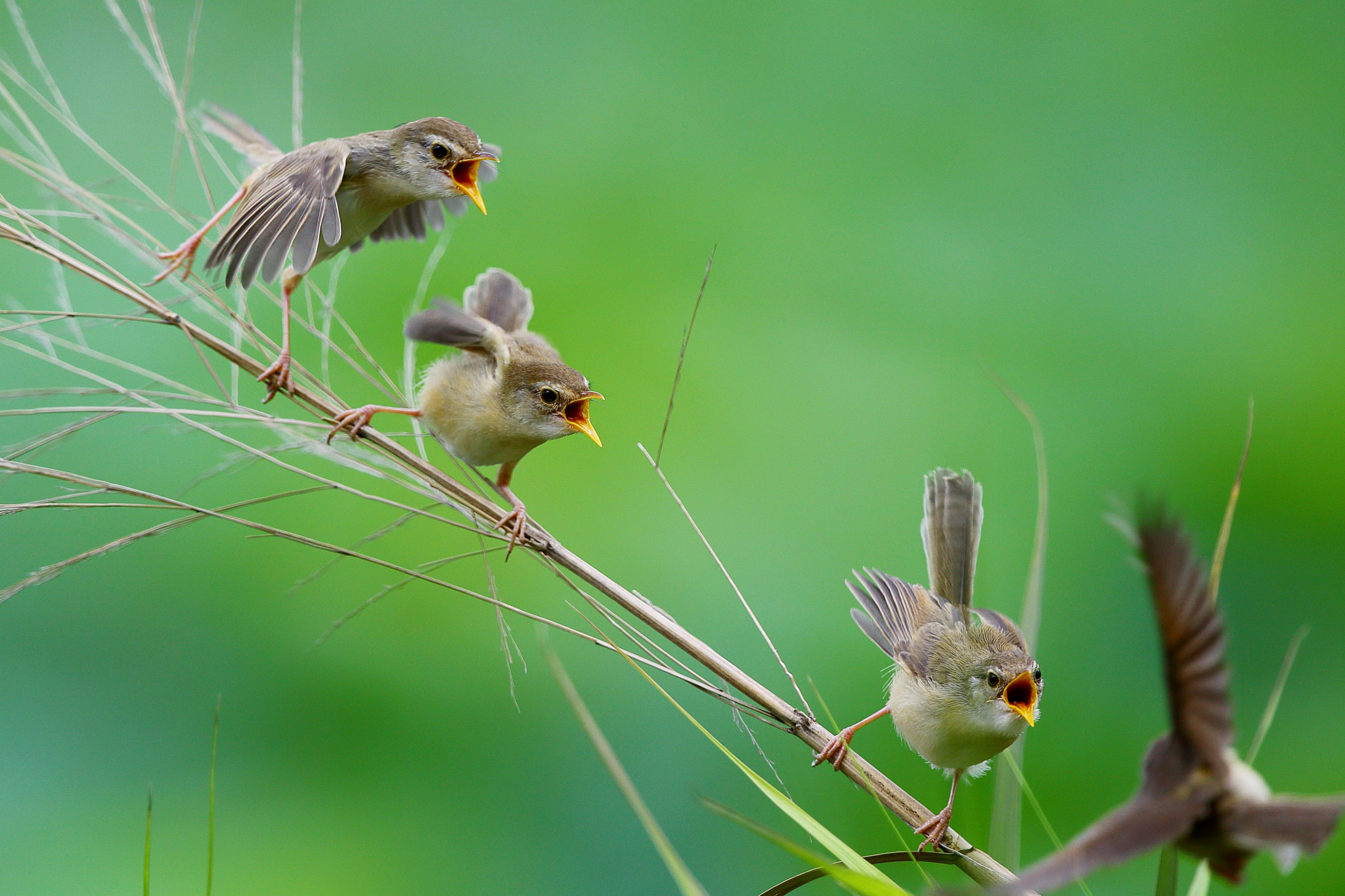 Canon EF 300mm F2.8L IS II USM sample photo. I want to eat! photography