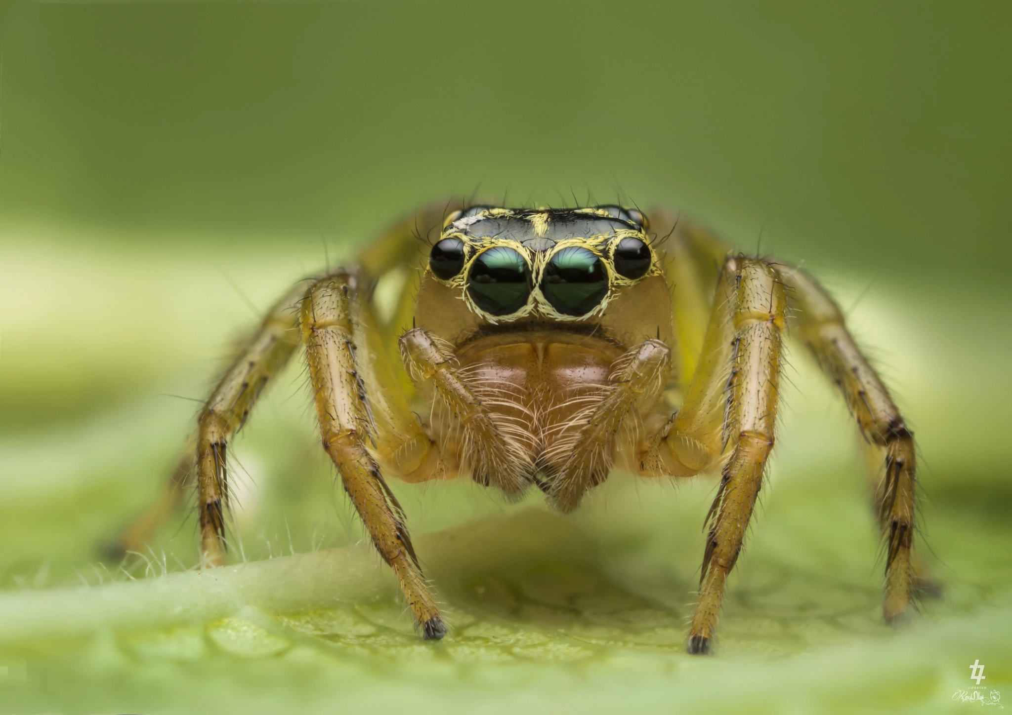 Canon MP-E 65mm F2.5 1-5x Macro Photo sample photo. Jumping spider photography