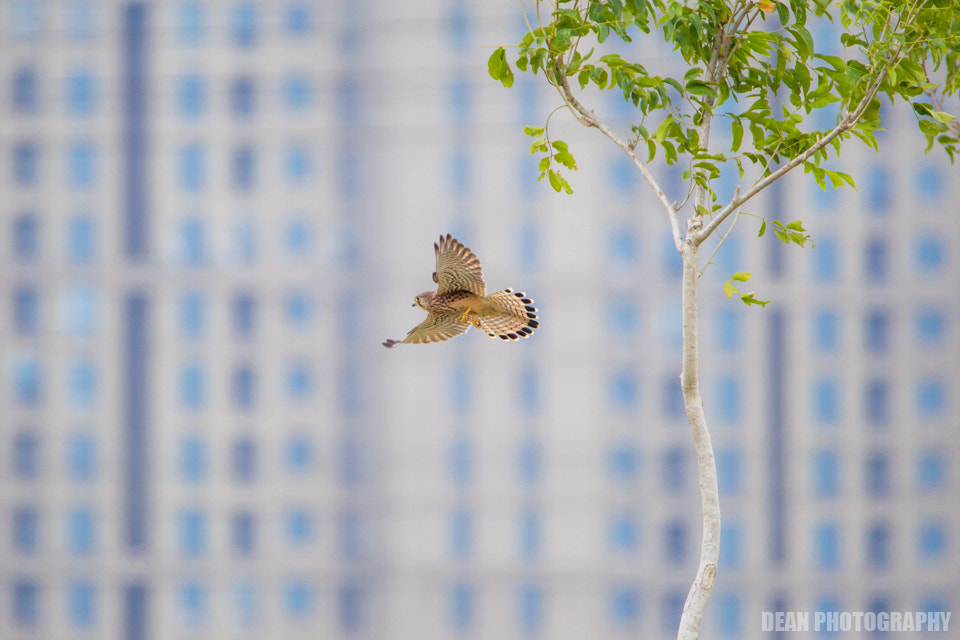 Canon EOS-1D Mark IV sample photo. My city photography
