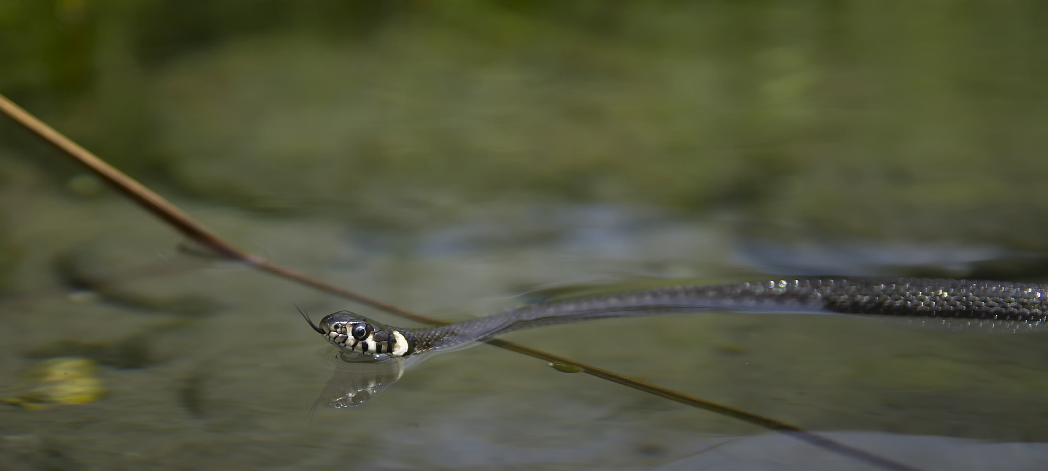 Pentax K-500 sample photo. Swimming with snakes photography