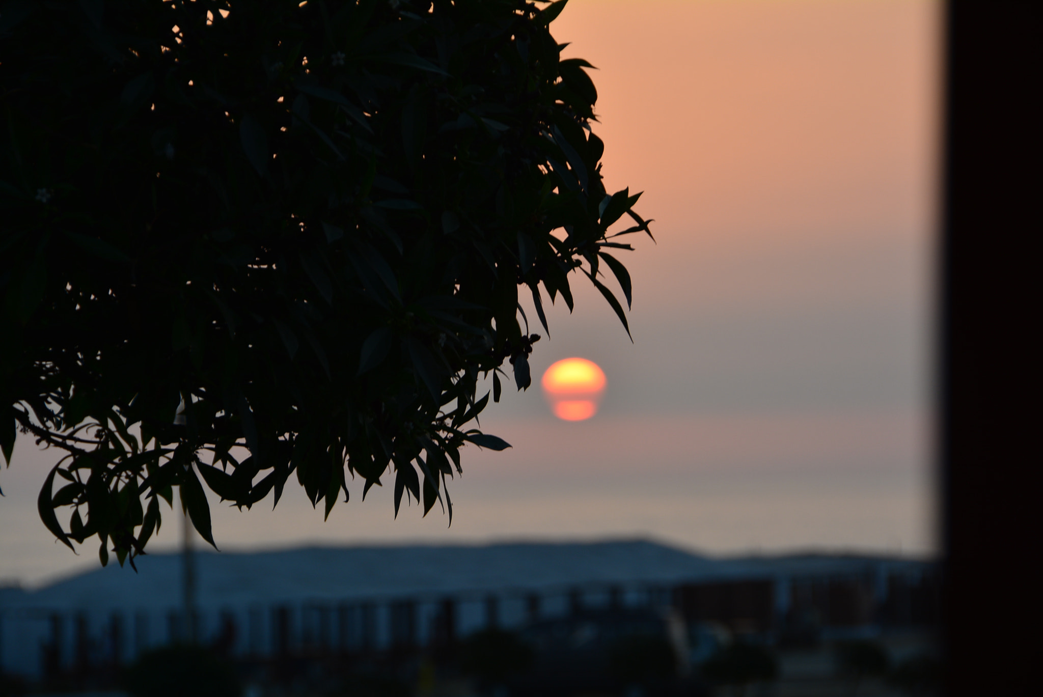 Nikon D5200 + Sigma 18-250mm F3.5-6.3 DC OS HSM sample photo. Mushroom-sun photography