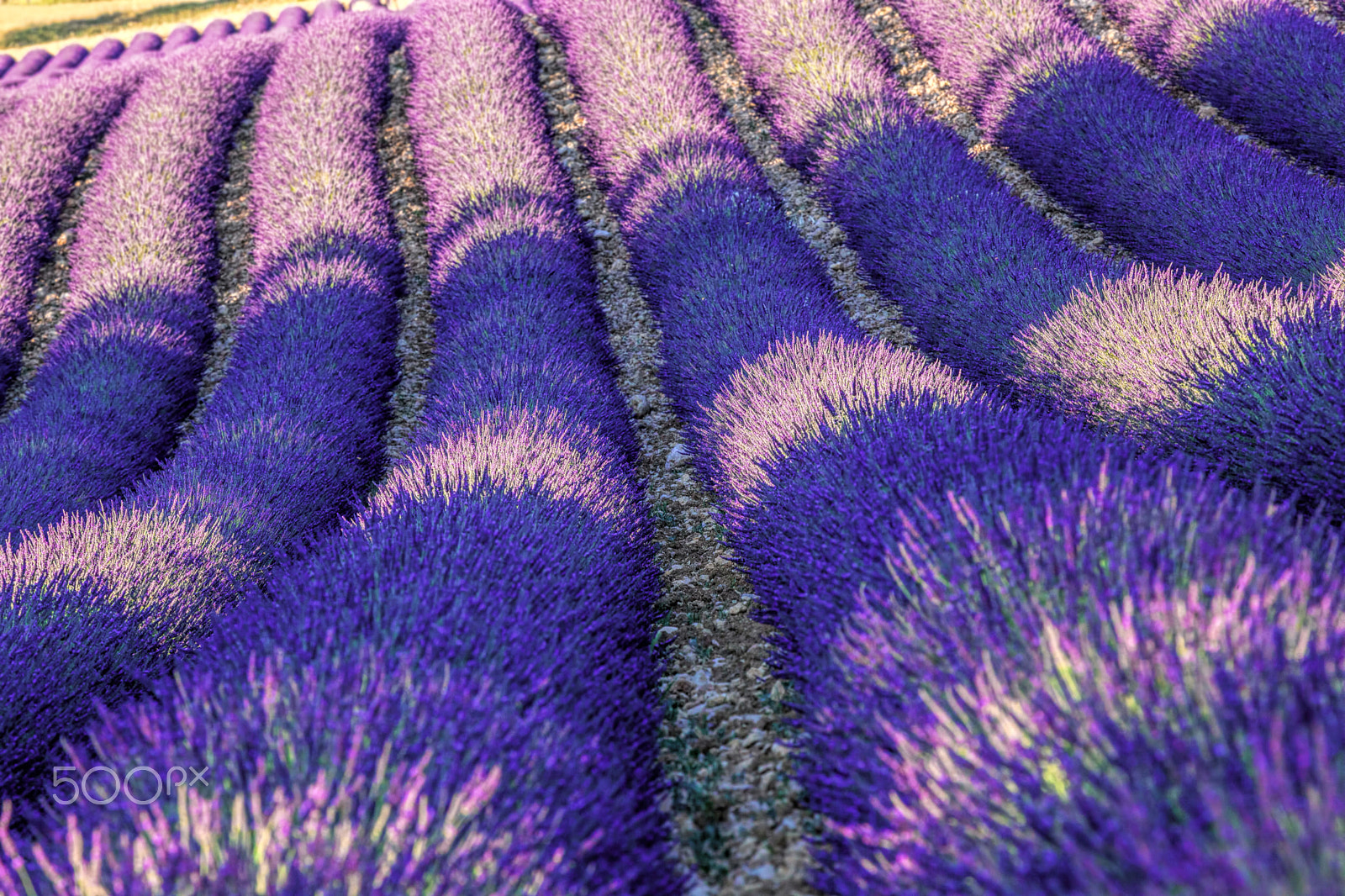 Canon EF 100-400mm F4.5-5.6L IS USM sample photo. Beautiful lavender field at sunset in provence, france photography