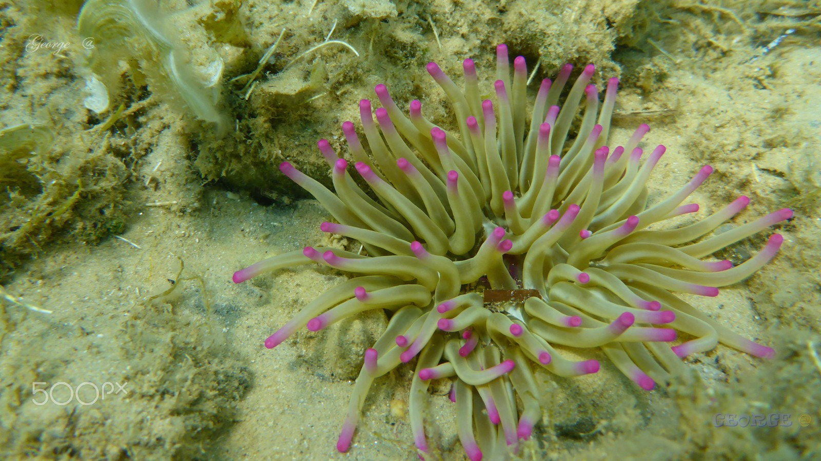 Panasonic Lumix DMC-TS5 (Lumix DMC-FT5) sample photo. Golden anemone (condylactis aurantiaca) sea  is magic * photography