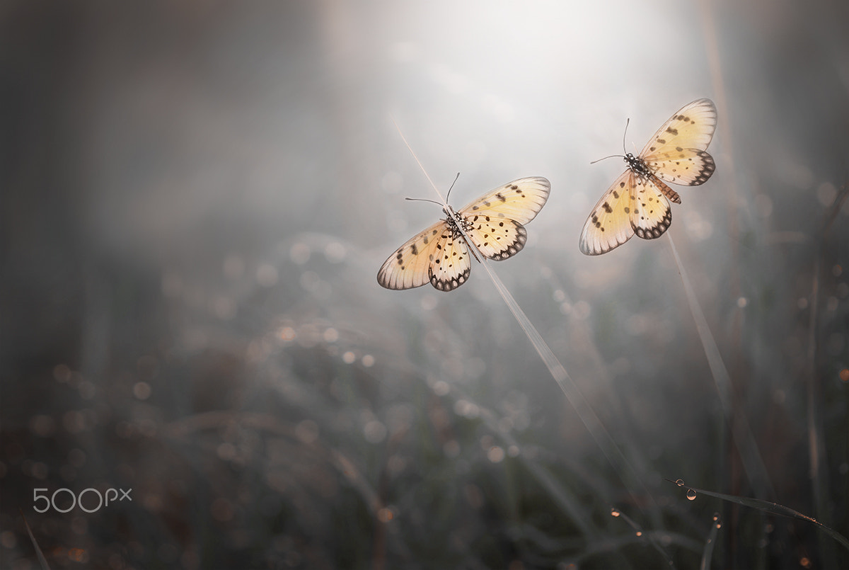 Canon EF 100mm F2.8 Macro USM sample photo. Be with you photography