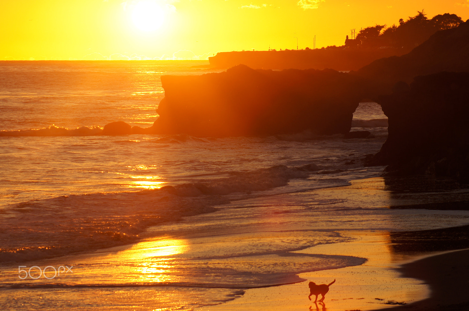 Sony 75-300mm F4.5-5.6 sample photo. Dog dream photography