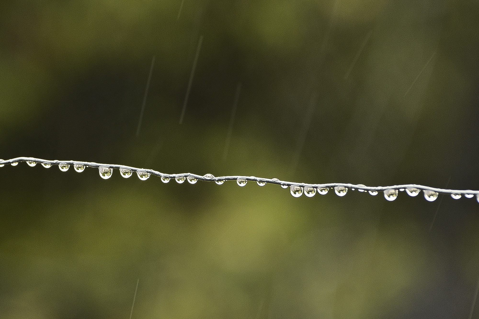 AF Zoom-Nikkor 35-80mm f/4-5.6D + 2x sample photo. Trilhas de gotas com chuva. narureza perfeita. photography
