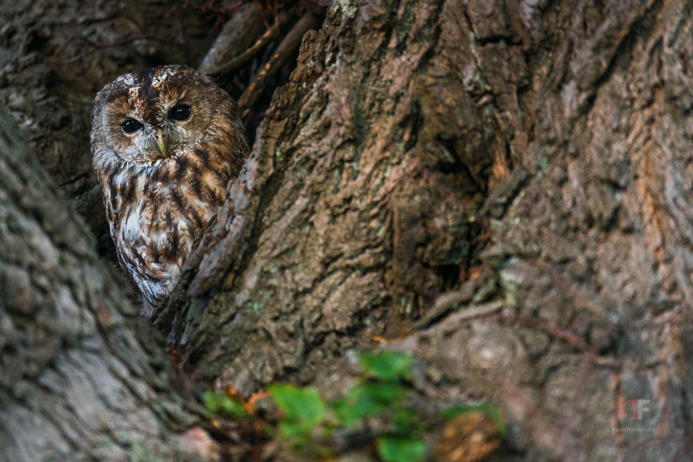 Nikon AF-S Nikkor 400mm F2.8G ED VR II sample photo. I can see you! photography