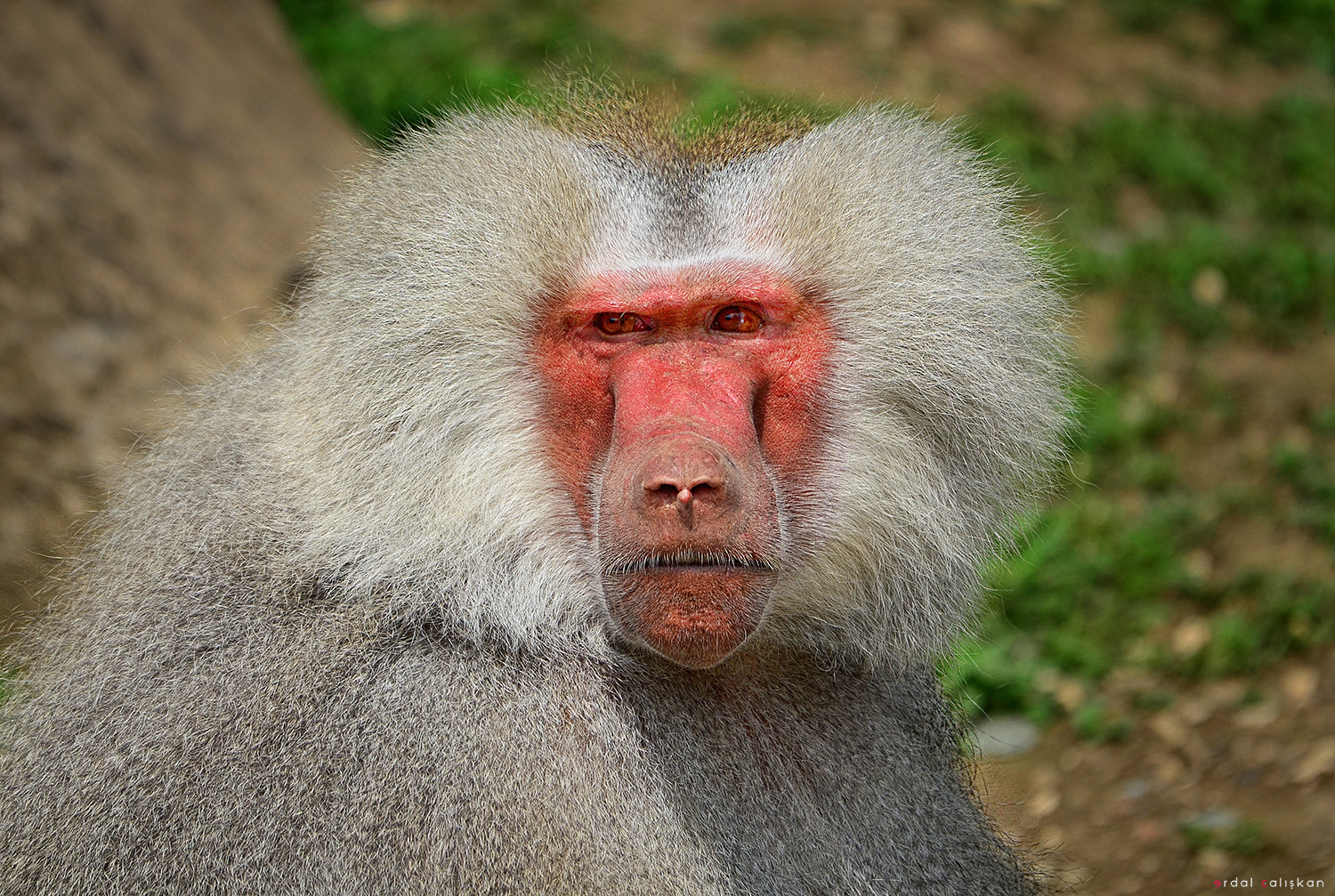 Sigma 120-400mm F4.5-5.6 DG OS HSM sample photo. Habeş maymunu photography