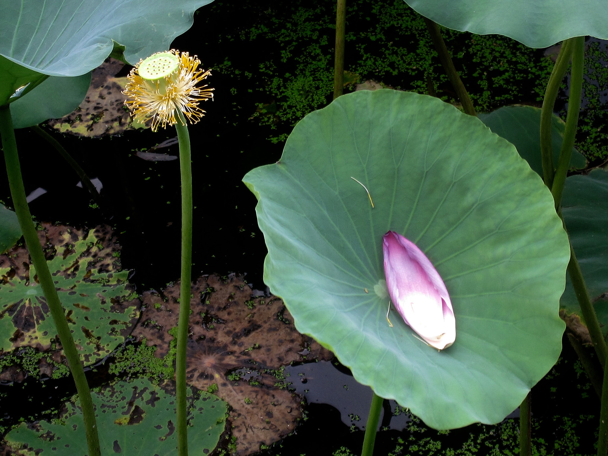 Canon PowerShot SD880 IS (Digital IXUS 870 IS / IXY Digital 920 IS) sample photo. In lotus pool 荷塘景色 photography