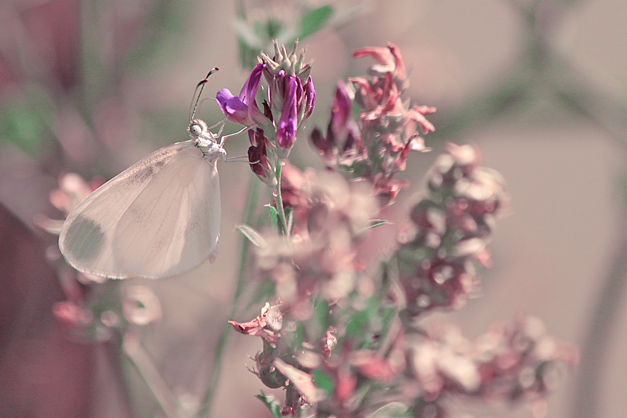 Canon EOS 500D (EOS Rebel T1i / EOS Kiss X3) sample photo. Summer magic photography