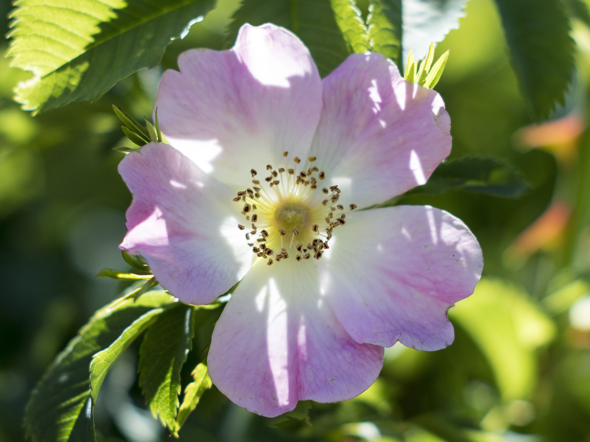 Canon EF 35-80mm f/4-5.6 sample photo. Flower photography