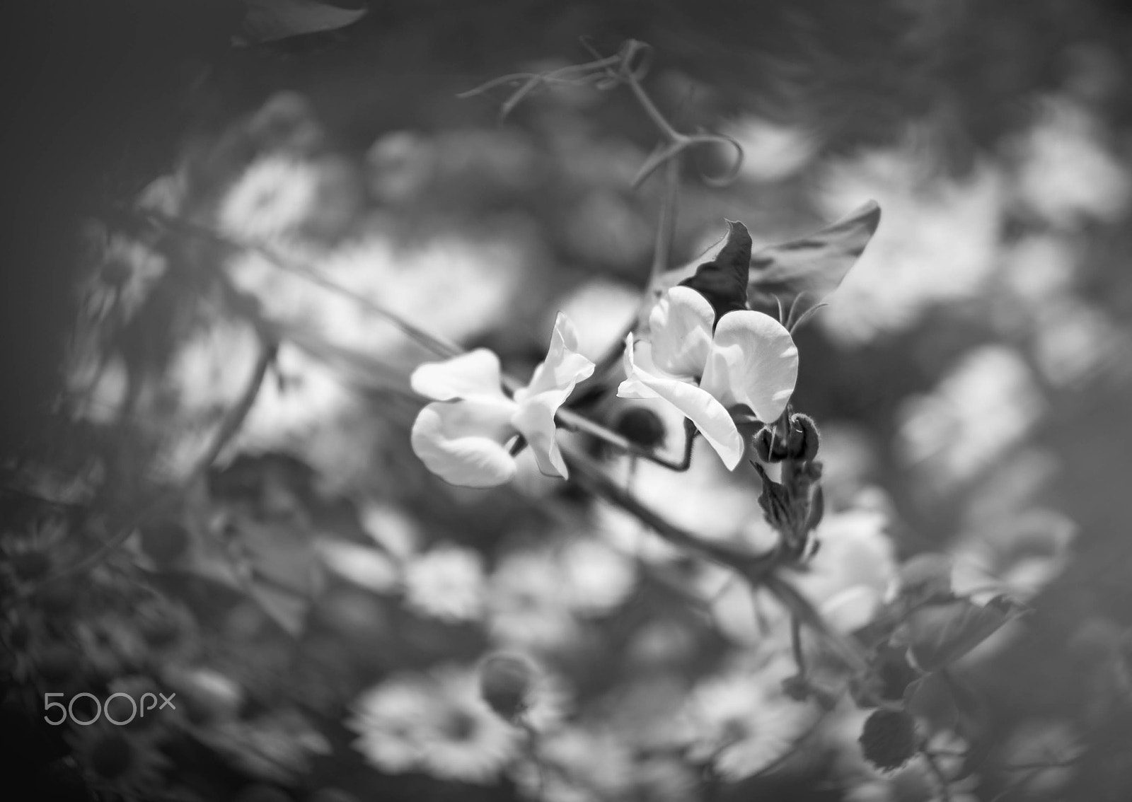 Nikon D610 + Sigma 50mm F1.4 EX DG HSM sample photo. Pea photography