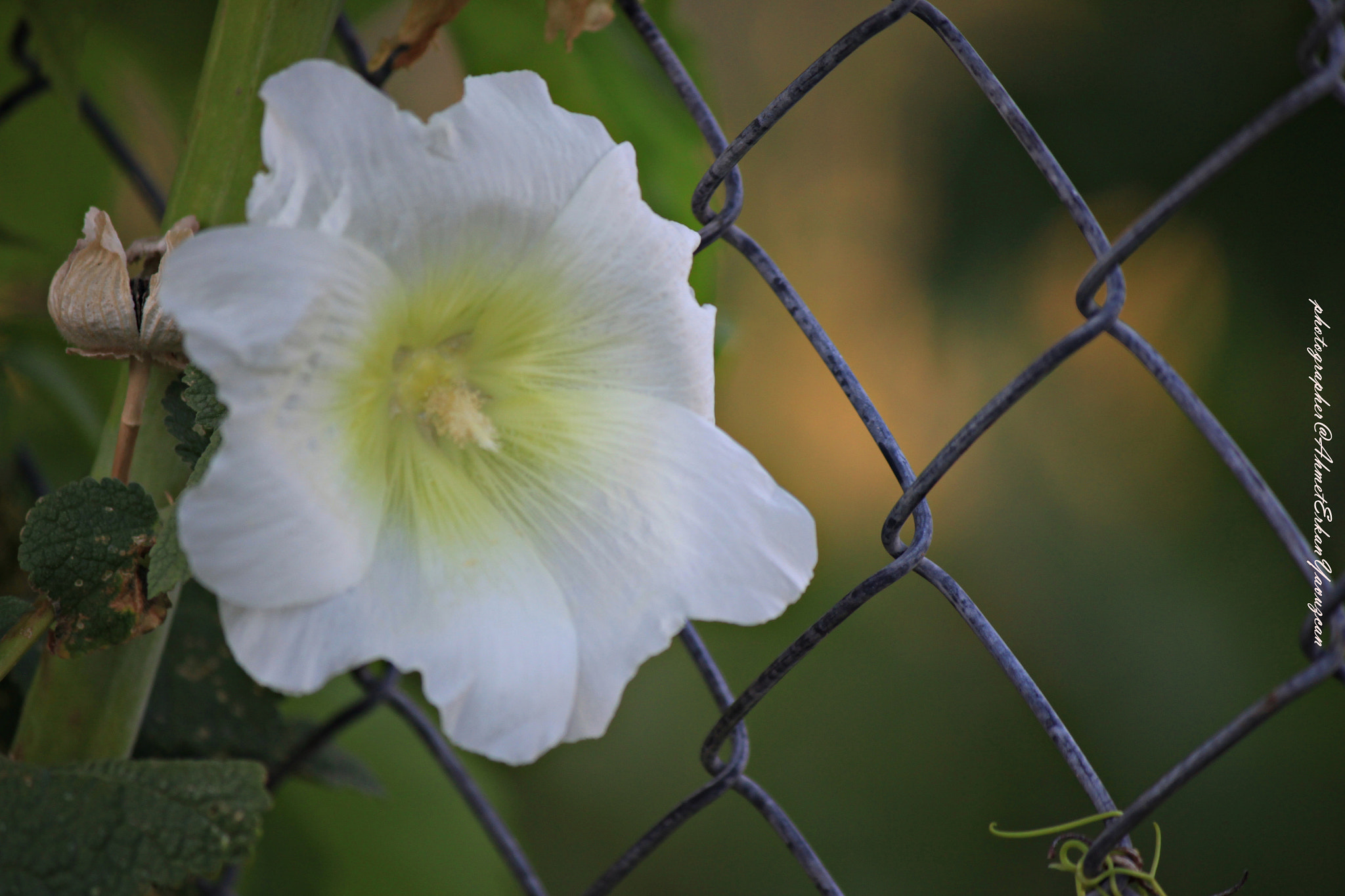 Canon EOS 500D (EOS Rebel T1i / EOS Kiss X3) sample photo. Hatme flowers photography