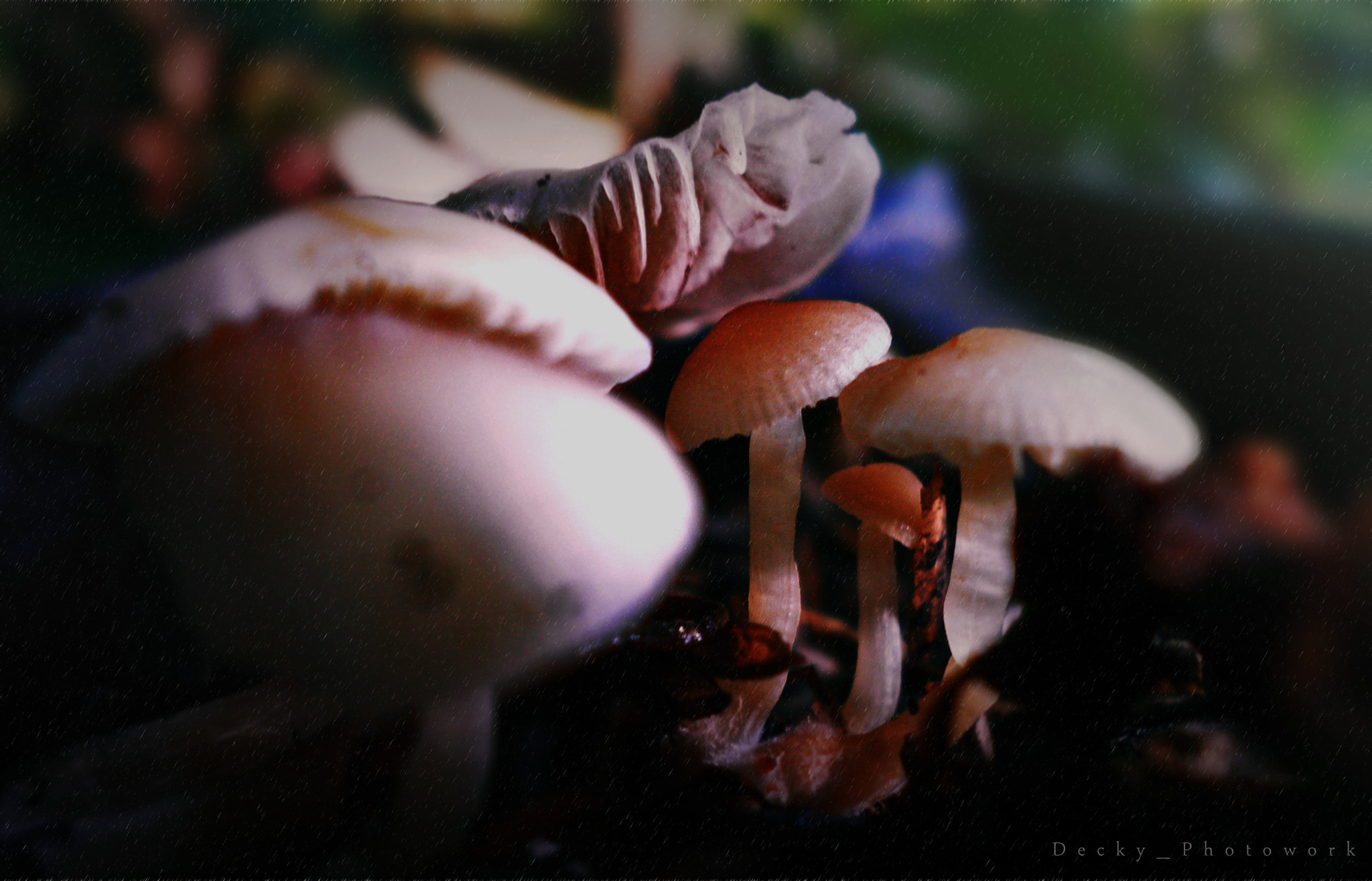 Olympus FE4030,X950 sample photo. Family fungus photography