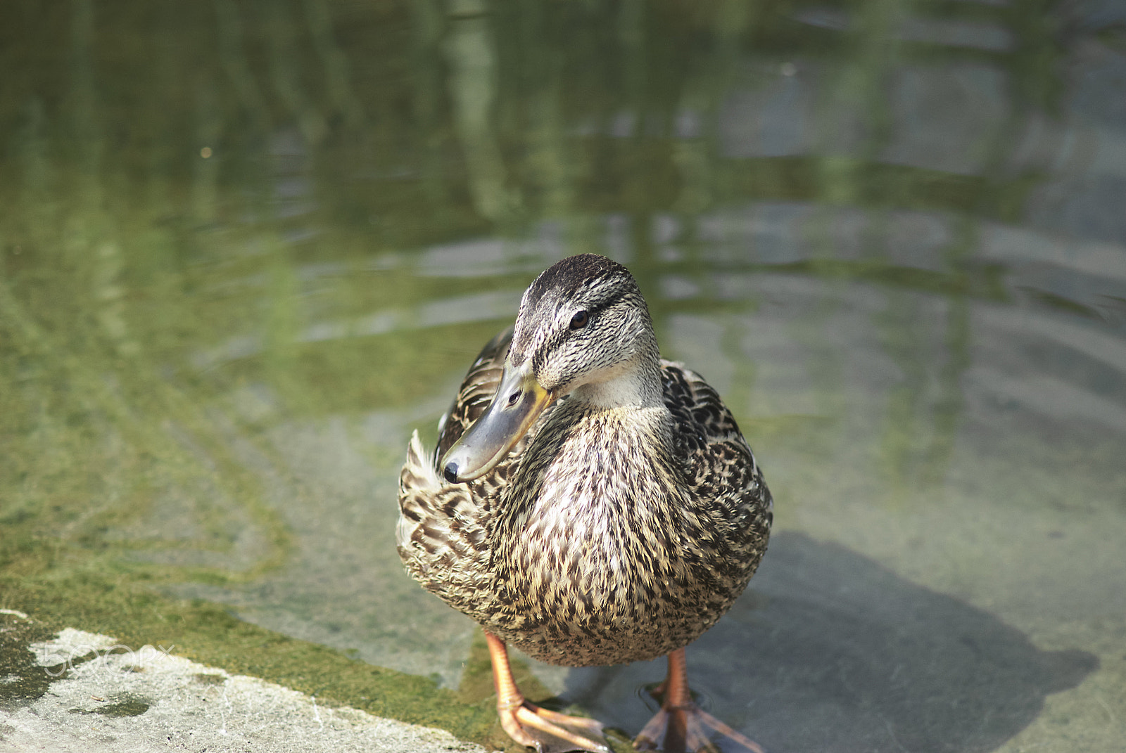 Nikon D3000 sample photo. Charismatic duck photography