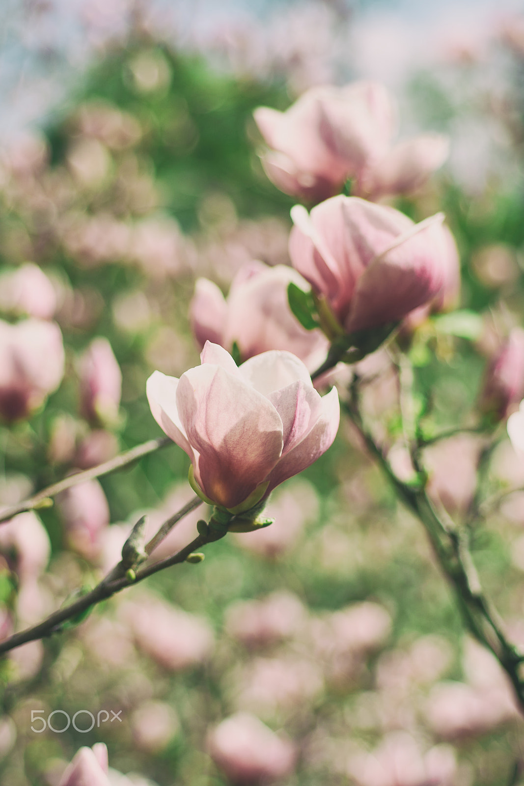 Nikon AF Micro-Nikkor 60mm F2.8D sample photo. Magnolia spring flowers photography
