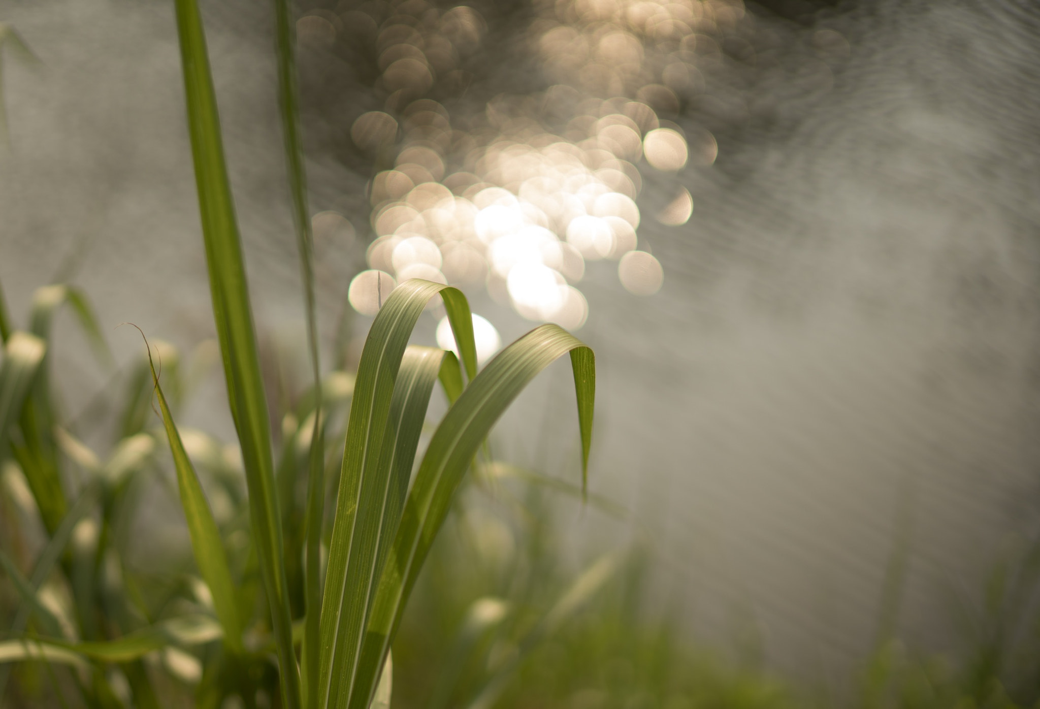 Sony Planar T* 50mm F1.4 ZA SSM sample photo
