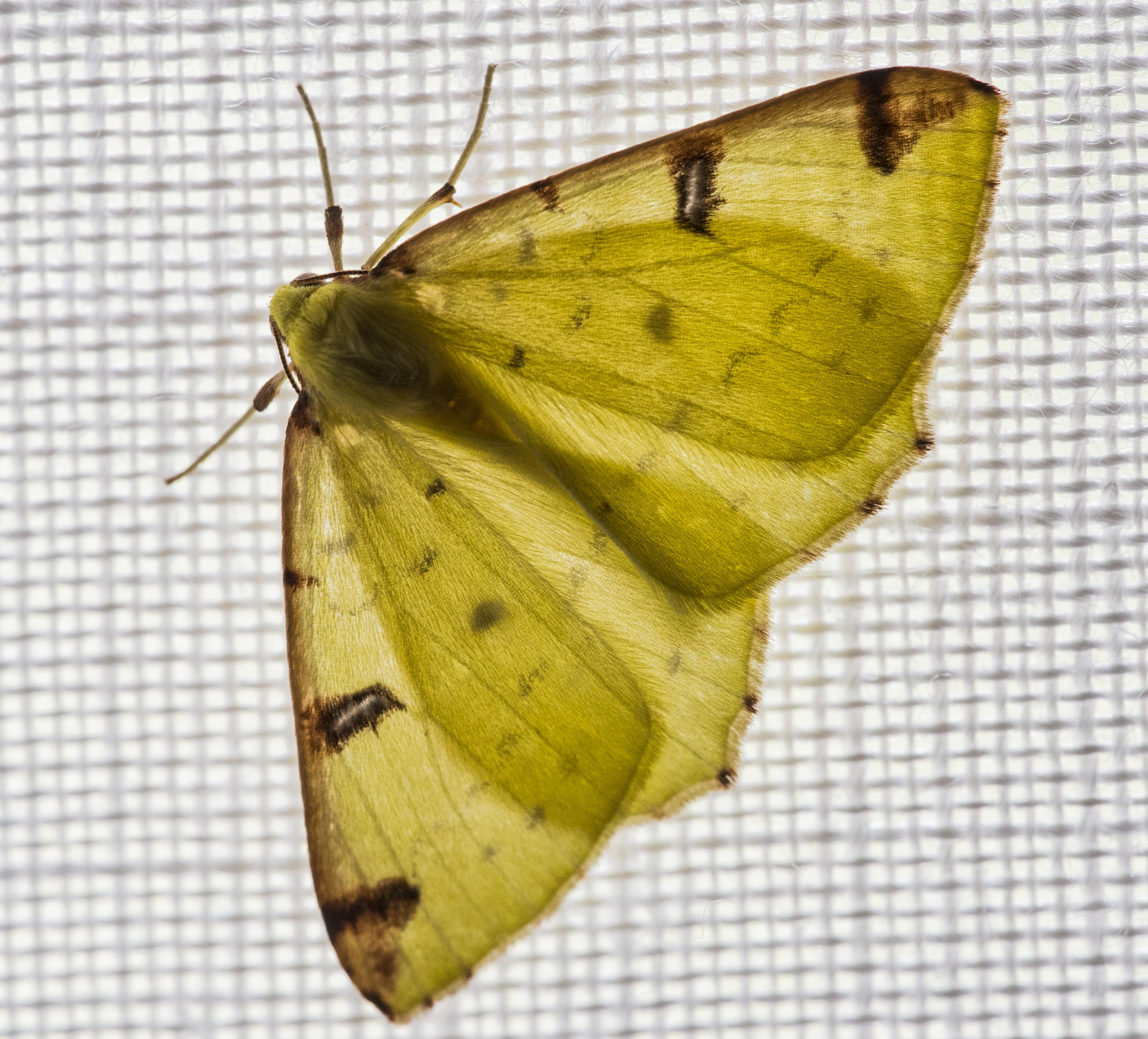 Sigma 150mm F2.8 EX DG Macro HSM sample photo. Polilla photography