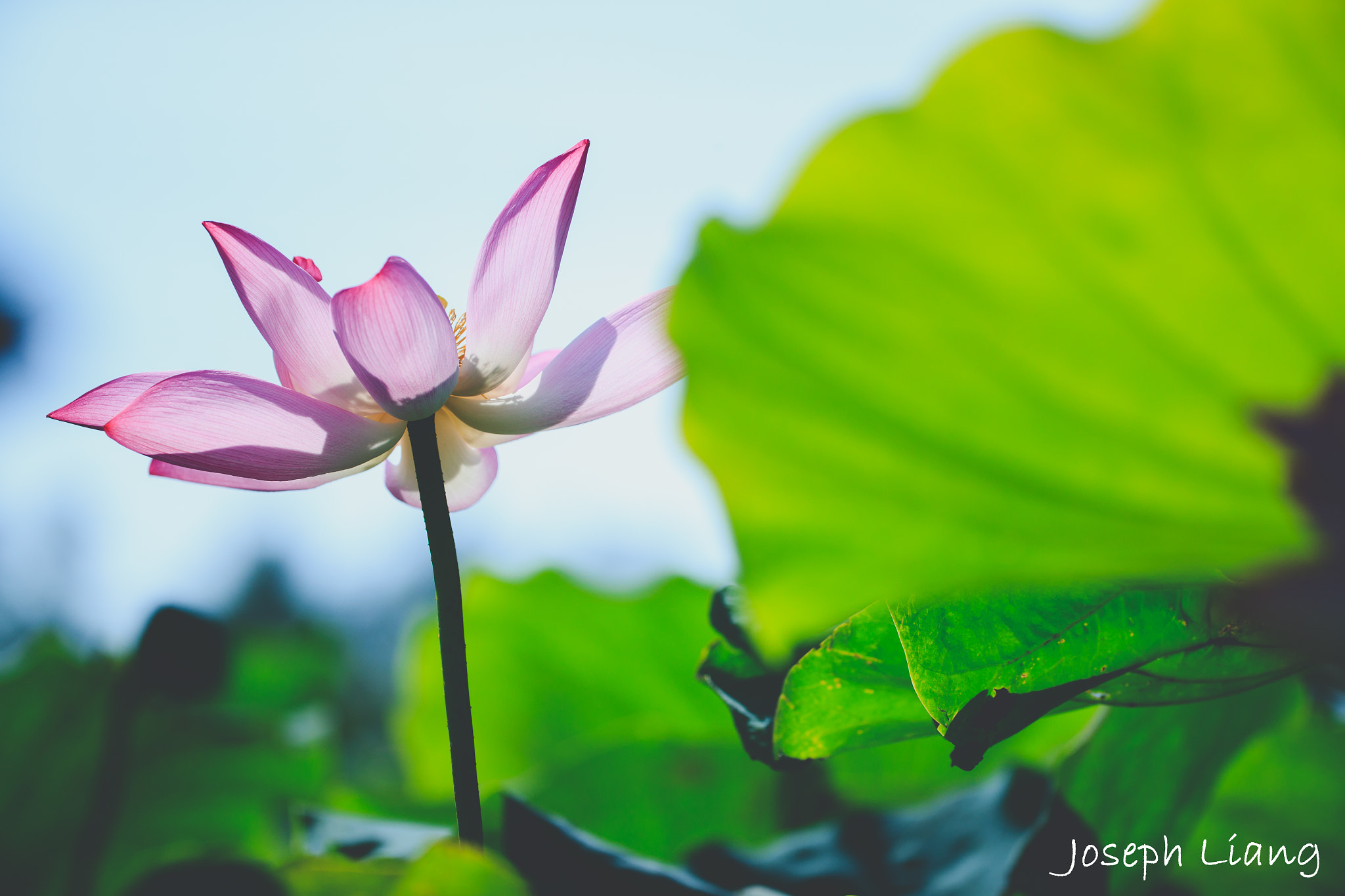 Canon EF 200-400mm F4L IS USM Extender 1.4x sample photo. Lotus flower photography