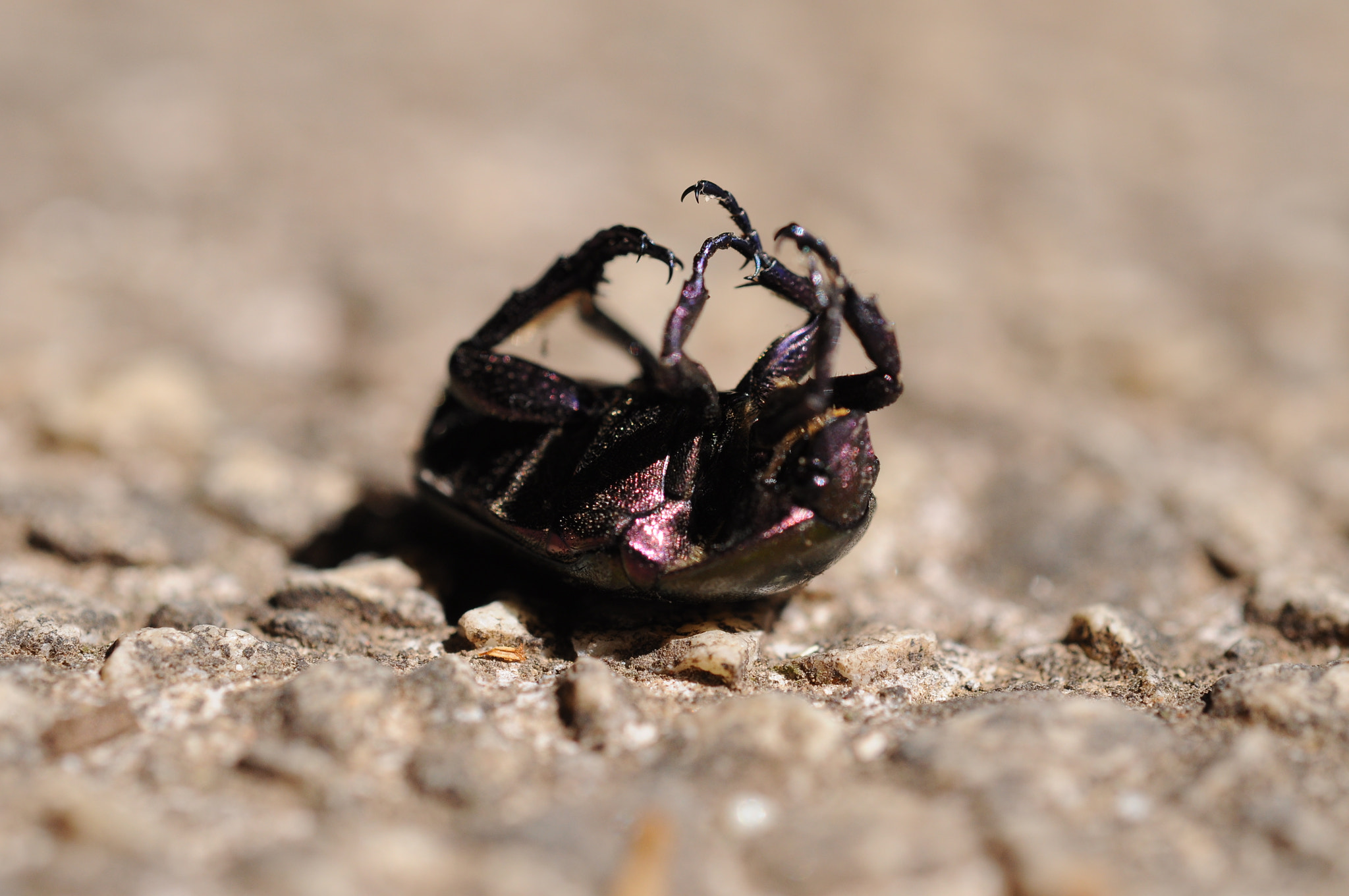 Nikon AF-S Micro-Nikkor 60mm F2.8G ED sample photo. Debug photography