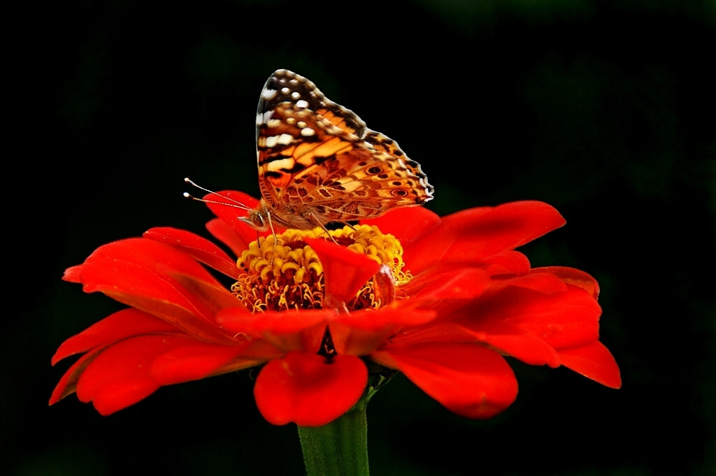 Sony Alpha DSLR-A290 sample photo
