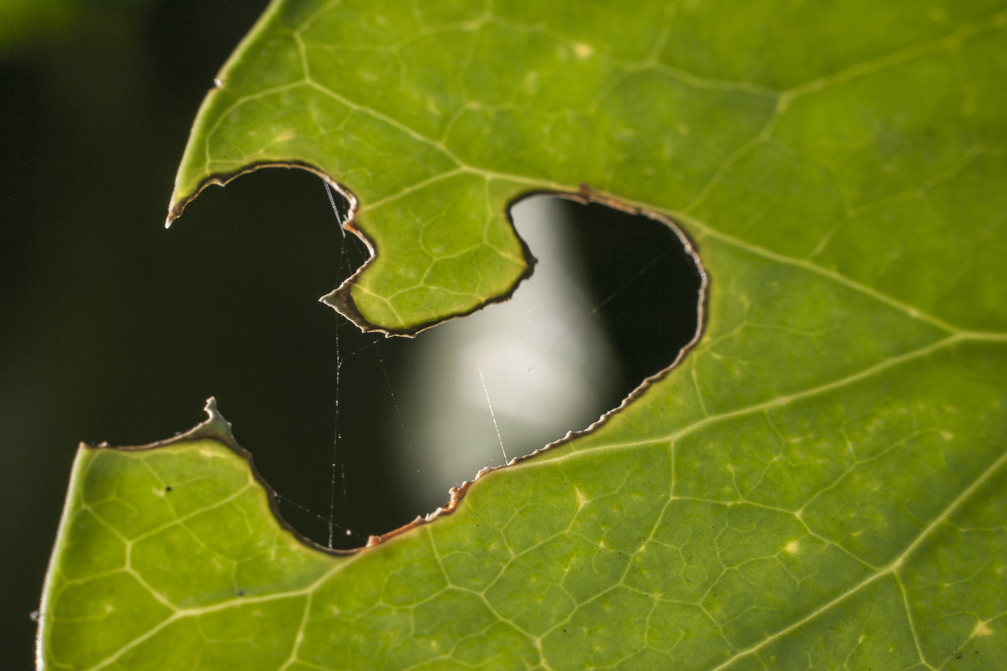 Canon EOS 400D (EOS Digital Rebel XTi / EOS Kiss Digital X) + Canon EF 50mm f/1.8 sample photo. Heart in leaf photography