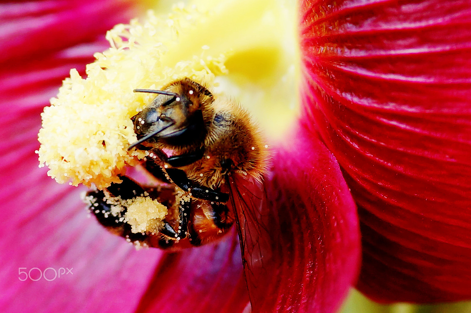 Sony SLT-A57 + Sony DT 30mm F2.8 Macro SAM sample photo. Bee pollen photography